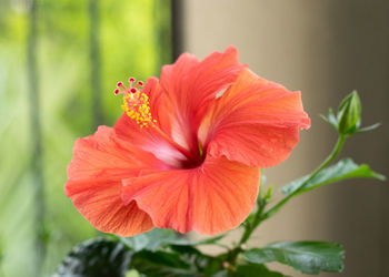 Close-up of red hibiscus flower