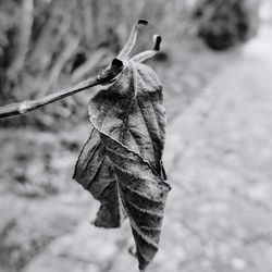 Close-up of dry leaf outdoors