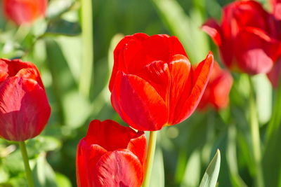 Close-up of red tulip