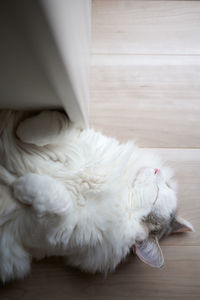White cat sleeping on hardwood floor