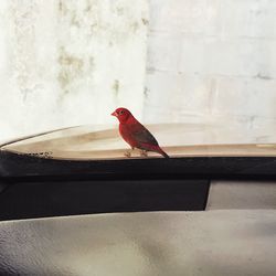 Close-up of a bird perching on wall