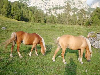 Horses in a field