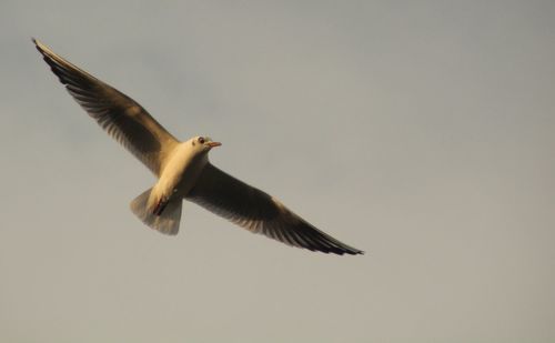 Low angle view of seagull flying