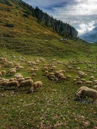 Sheep grazing in a field