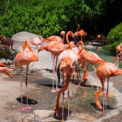 Flock of birds in the lake