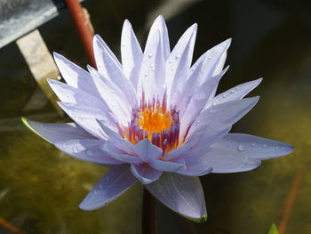 Close-up of water lily in pond