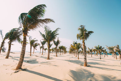 Palm trees on beach against clear sky