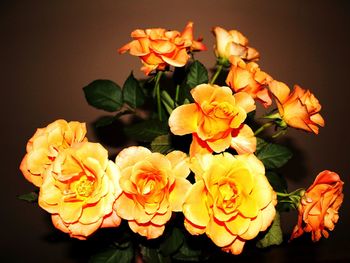 Close-up of orange flowers blooming outdoors
