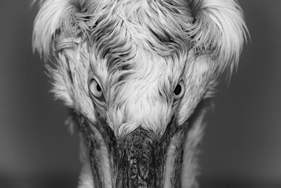 Close-up portrait of a bird