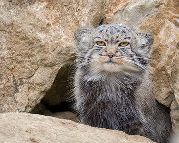 Pallas cat sitting outside it's den