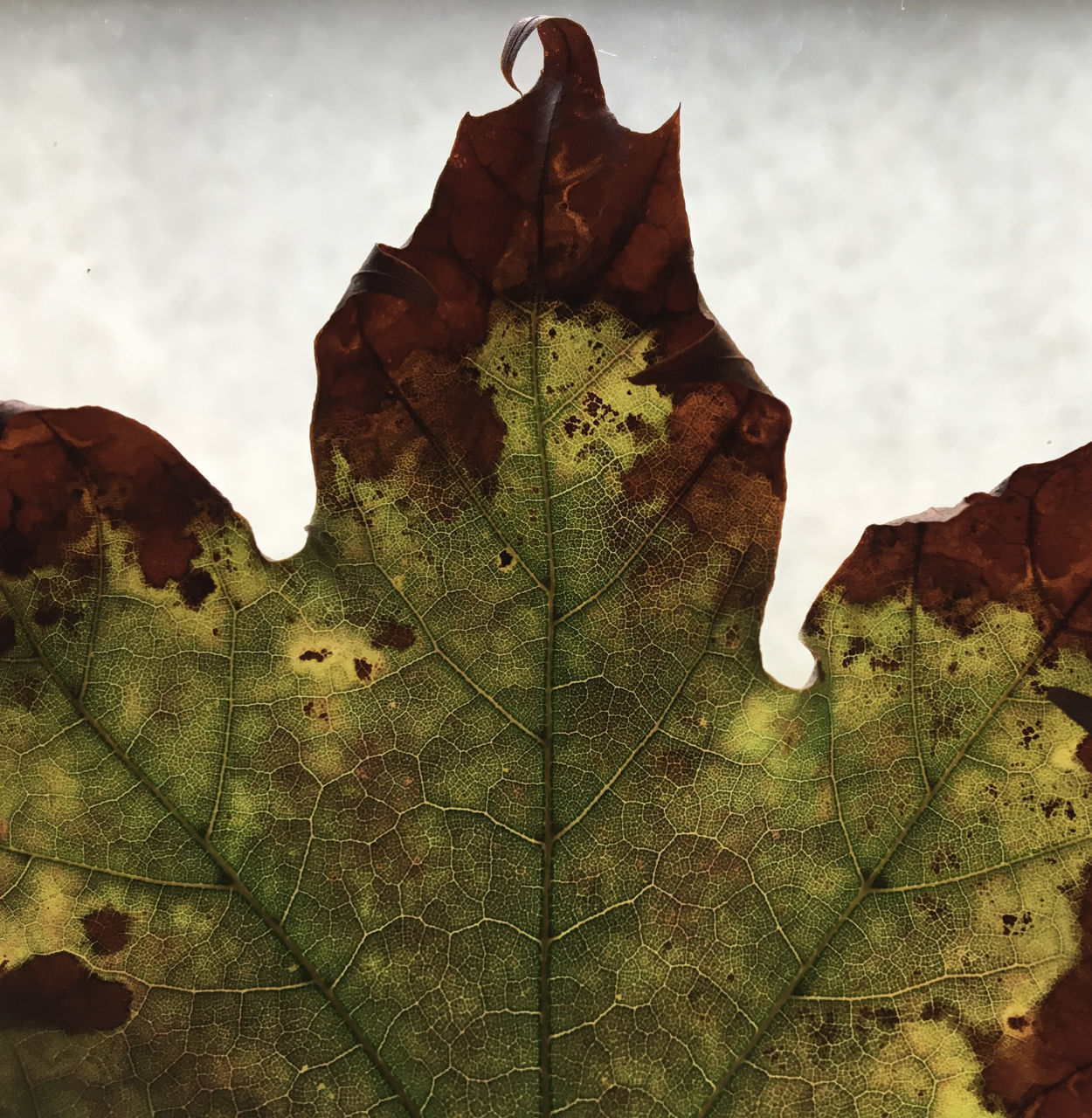 CLOSE-UP OF DRIED LEAVES ON PLANT