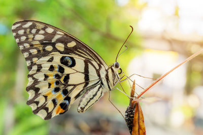 Close-up of butterfly pollinating flower