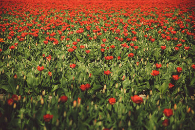 Close-up of red flowers growing in field