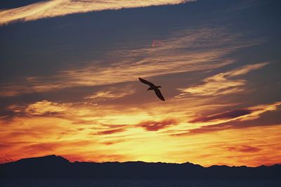 Silhouette bird flying against sky during sunset