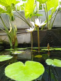 Water lily in lake