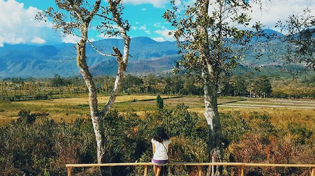 tree, sky, tranquility, tranquil scene, landscape, scenics, grass, beauty in nature, nature, leisure activity, rear view, mountain, field, standing, lifestyles, person, growth, fence