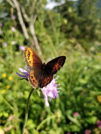 Close-up of butterfly pollinating on purple flower