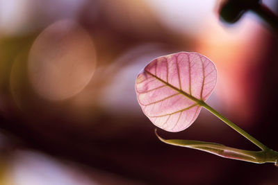 Close-up of pink flower plant