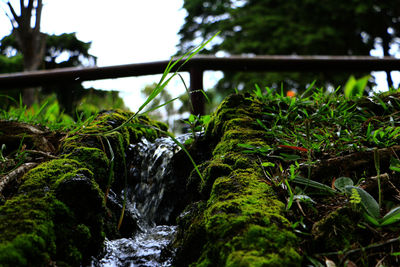 Plants growing in water