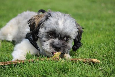 Dog holding stick while standing on grass