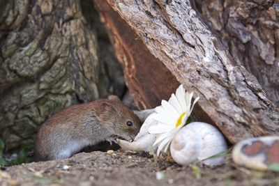 Close-up of a mouse