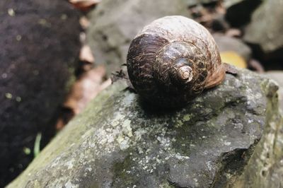 Close-up of snail on rock