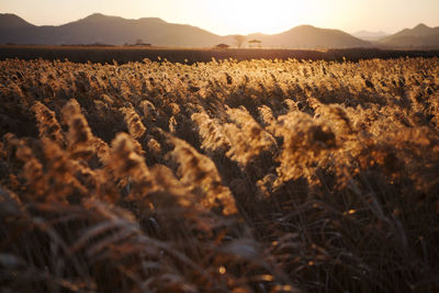 Scenic view of field against sky during sunset