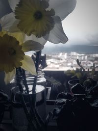 Close-up of flowers against sky