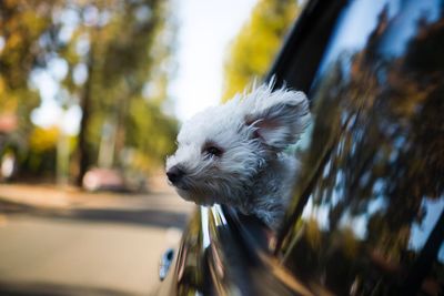 Portrait of dog from car window