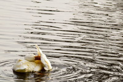 High angle view of duck swimming in lake