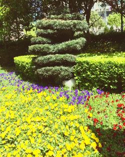 Full frame shot of yellow flowers in park