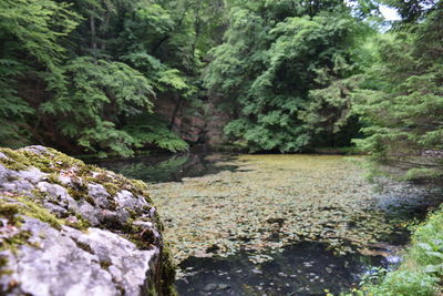 Rocks in forest