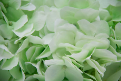 Full frame shot of green leaves