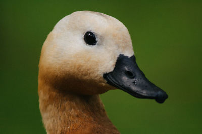 Close-up portrait of a bird