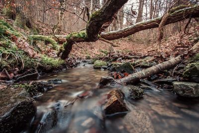 Stream flowing through forest