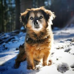 Portrait of dog on snow covered land