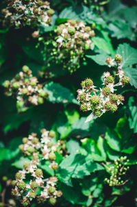 Close-up of flowering plant