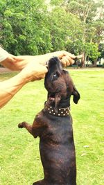 Dog standing on grass