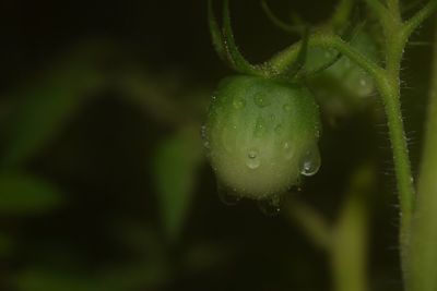 Close-up of water drops on plant