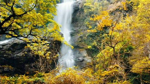 Scenic view of waterfall in forest during autumn