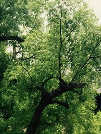 Low angle view of trees