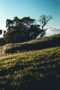 Low angle view of trees on field against sky