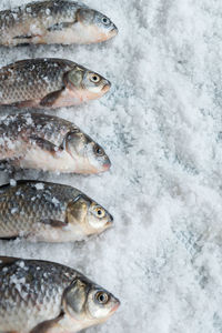 View of fish in ice