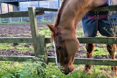 Horse in field