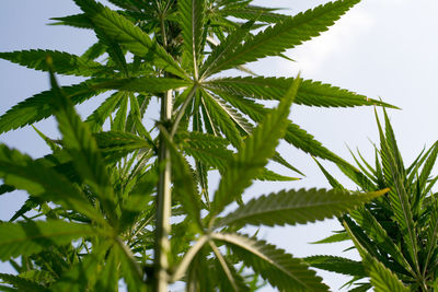 Low angle view of palm tree against sky