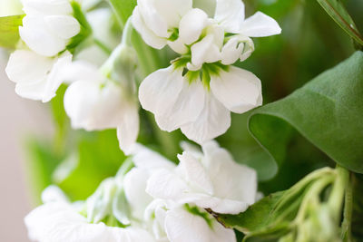Close-up of white flowering plant