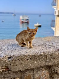 Portrait of a cat