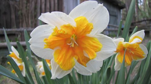 Close-up of white flower