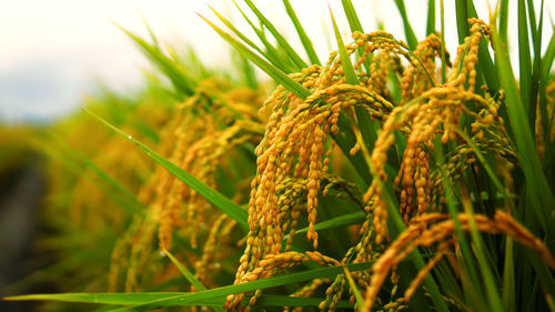 Close-up of wheat growing on field