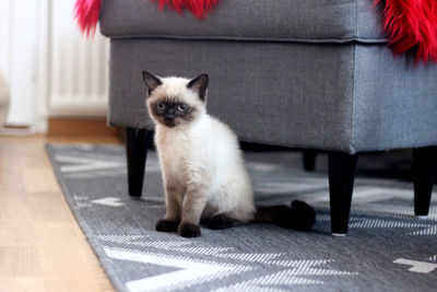 British shorthaired kitten 